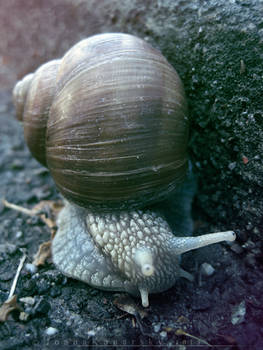 Snail