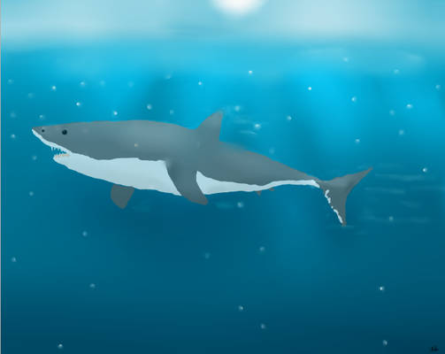 Shark (What do u think?)