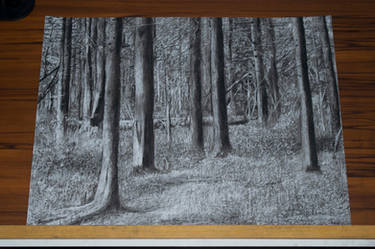 Woods[Charcoal on Paper]
