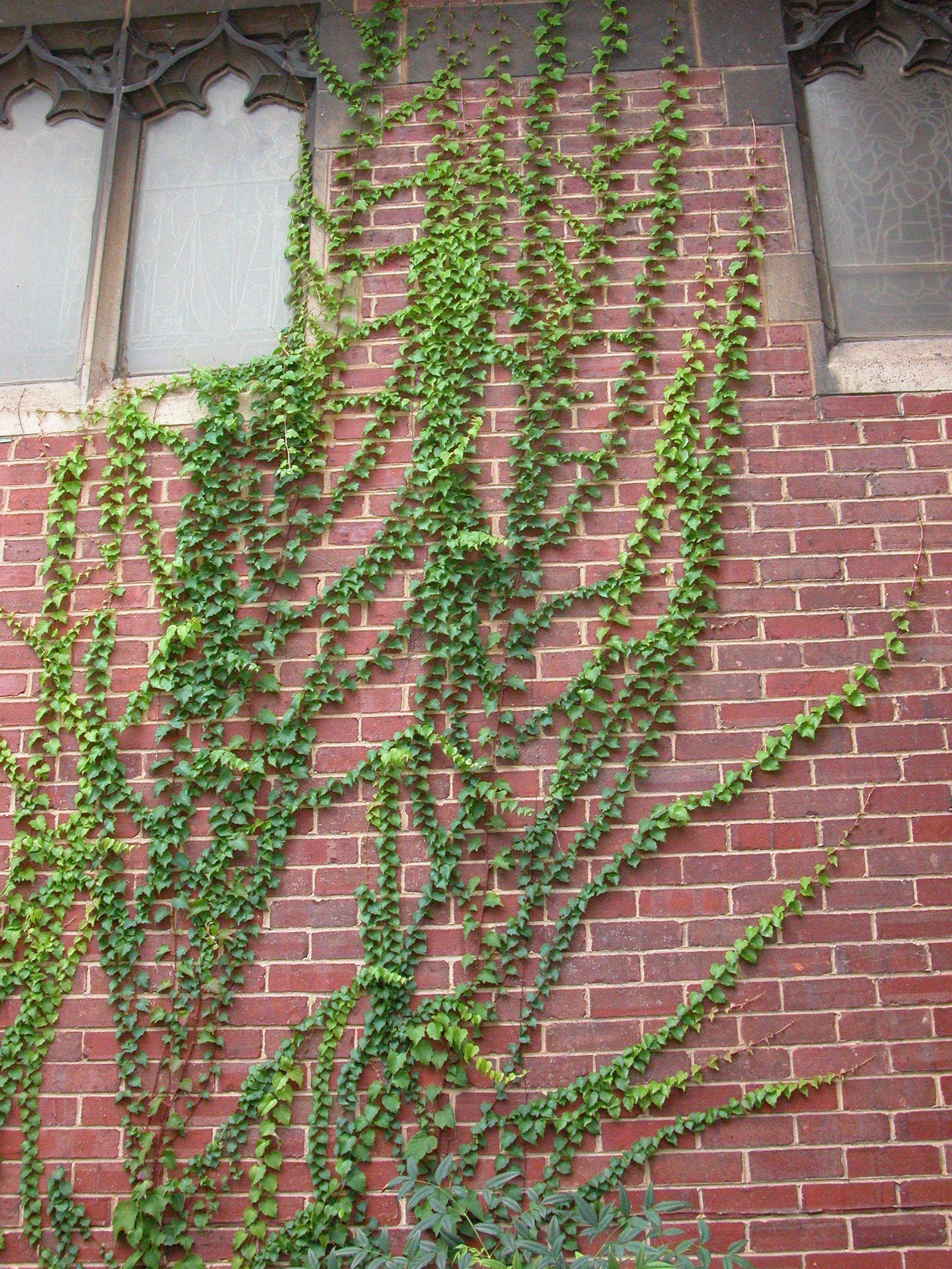 Ivy Covered Wall Stock