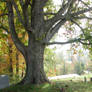 Large Tree Stock