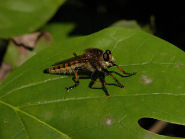 Robber fly stock