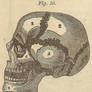 Medical Studies-Skull