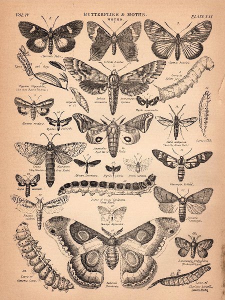 Butterfly and Moth Clipart