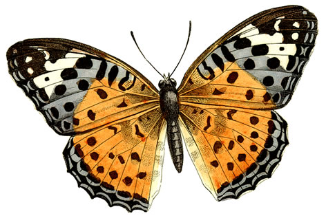 Huge Butterfly Clipart