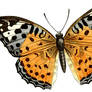 Pretty Butterfly Clipart