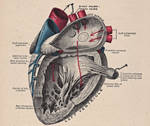Vintage Heart Diagram by HauntingVisionsStock