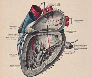 Vintage Heart Diagram