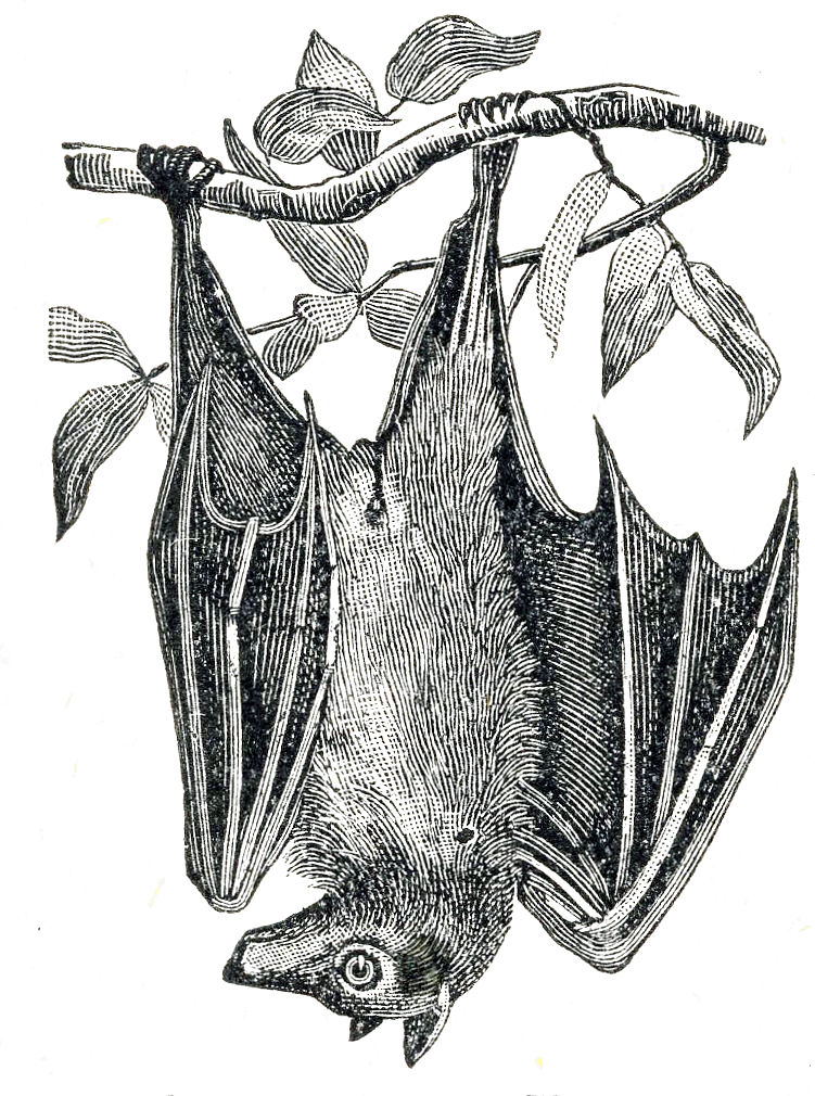 Bat Sketching