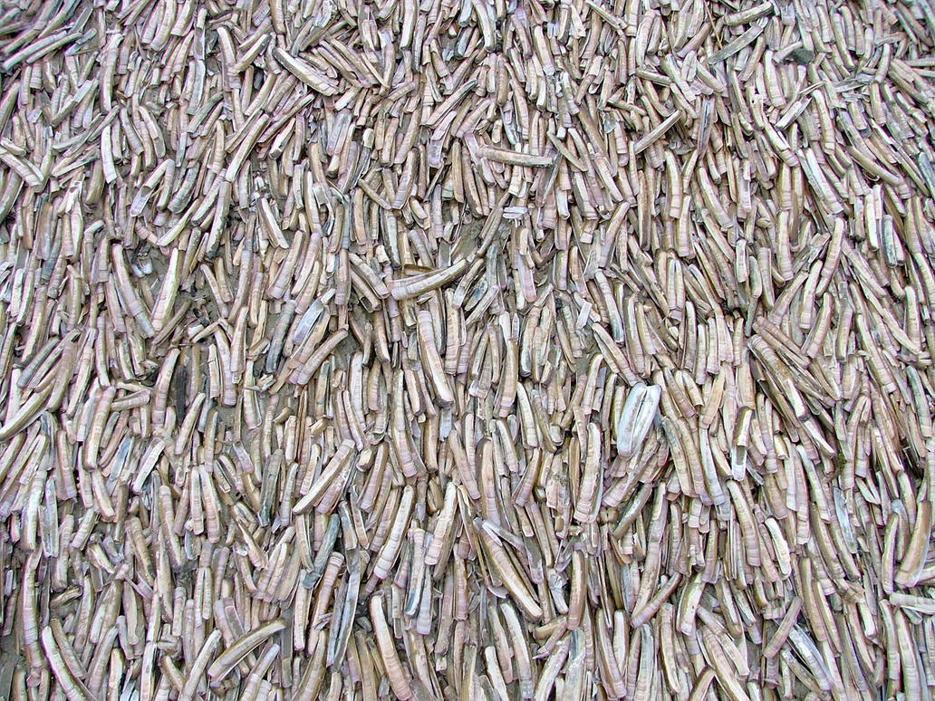 Razor Shells 1. by s2o2 on DeviantArt