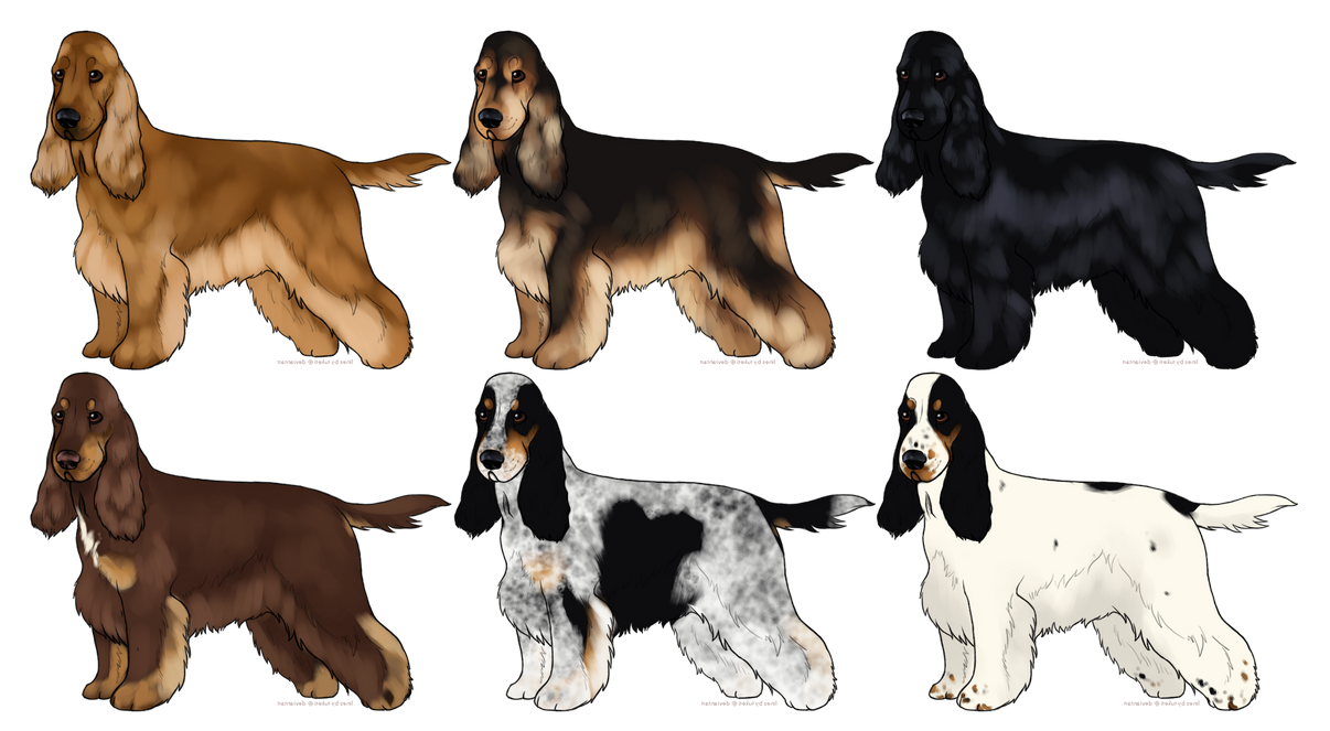 English Cocker Spaniel Imports 3/6 OPEN | For Sale by doggolard on ...