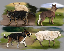 flock of sheps | Title Image