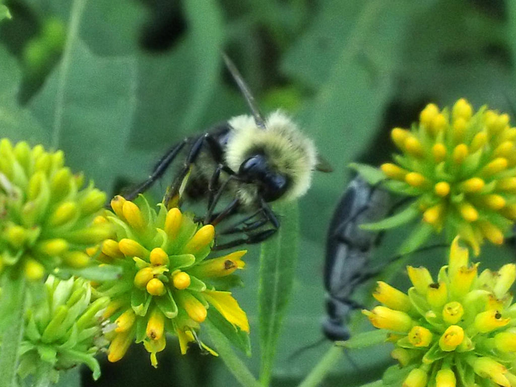 Baby Bumble bee