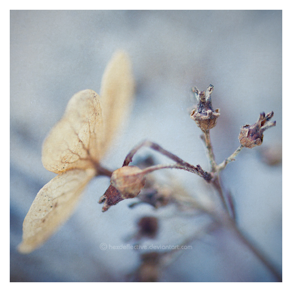 The Quietness Of Winter