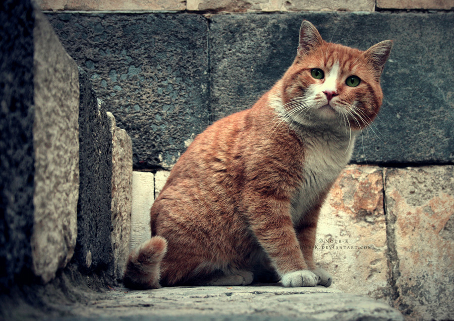 Red-Headed Boy