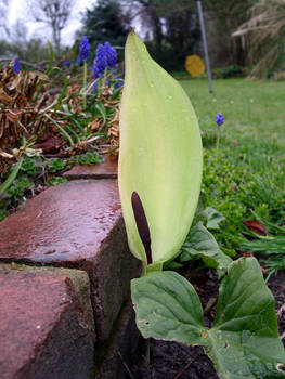 Odd Pitcher Type Flower