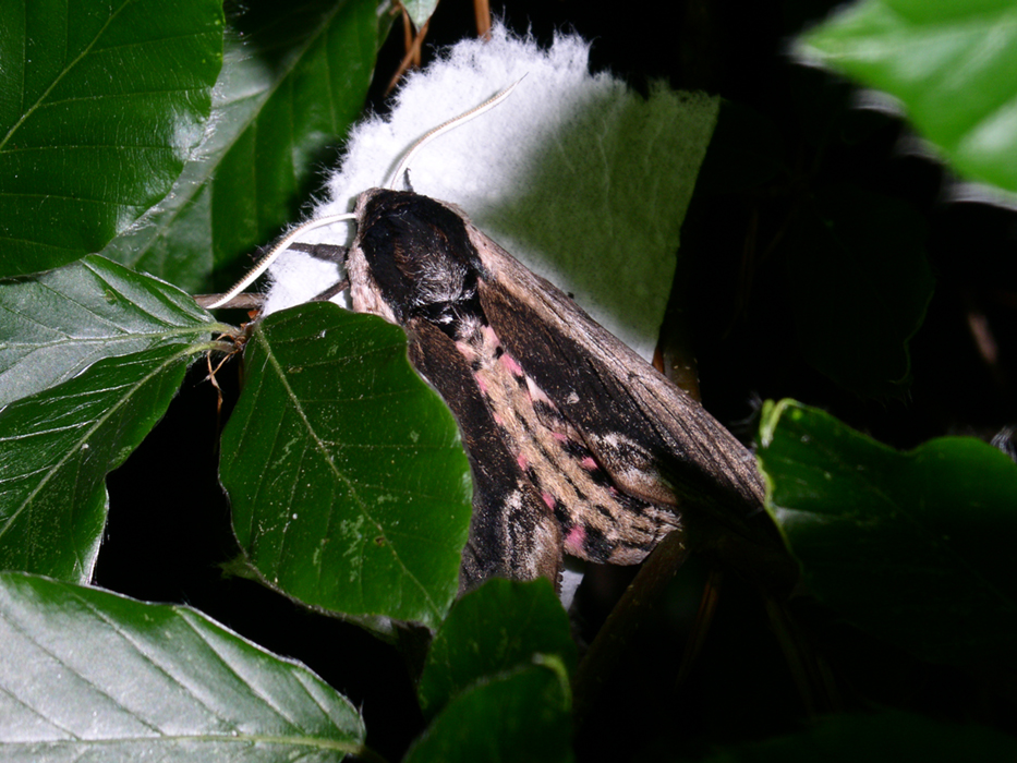 Privet Hawk Moth 02