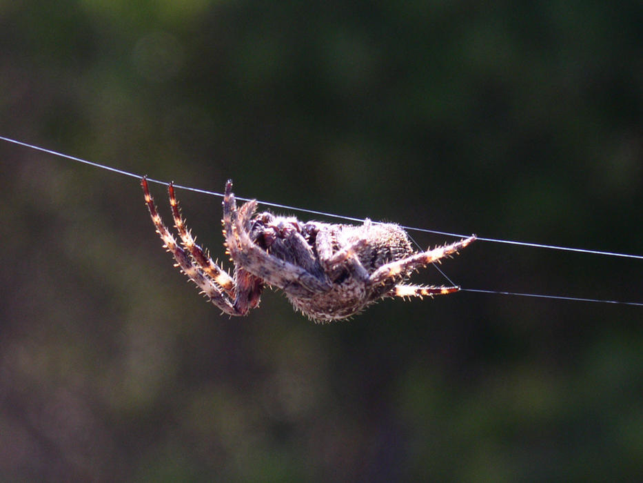 Weaving Brown Spider
