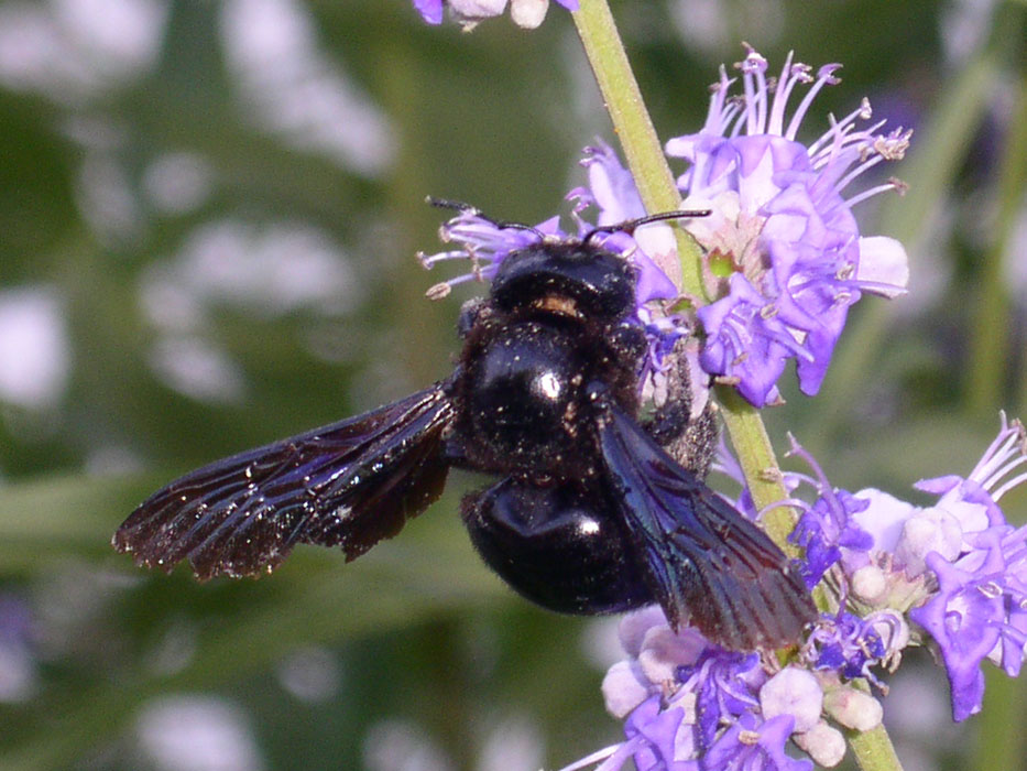 Black Bee 01