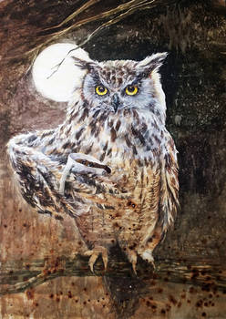 Nocturnal Owl