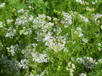 Flowering Parsley