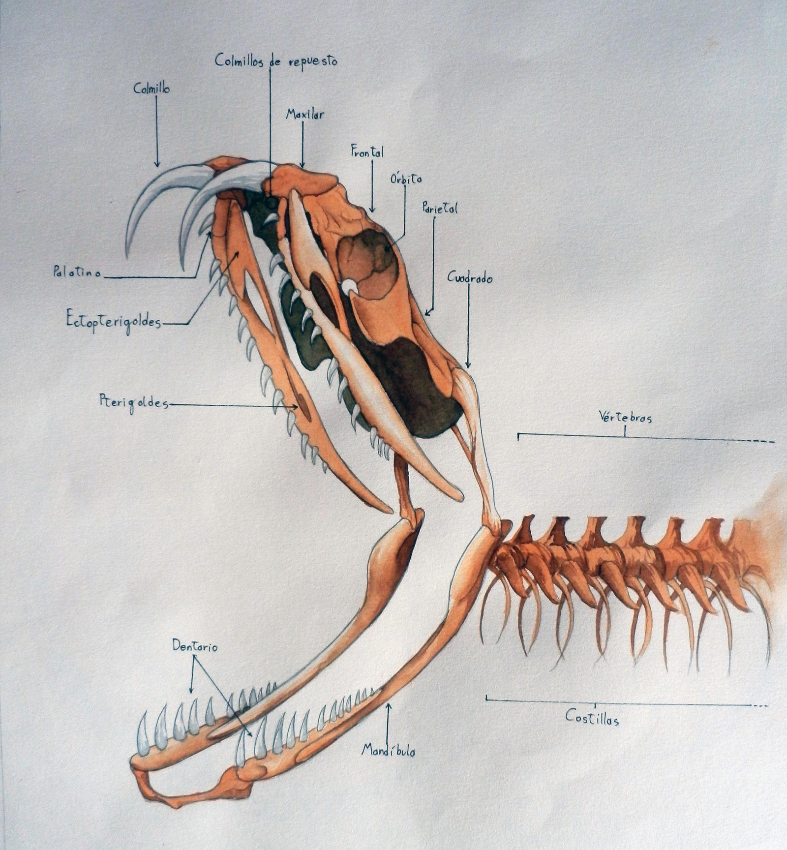 Snake Skeleton (Anatomy study) by Erobertix on DeviantArt