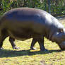 Stock Mini Hippo