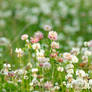 Stock Clover Field