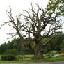 Stock Dead Tree