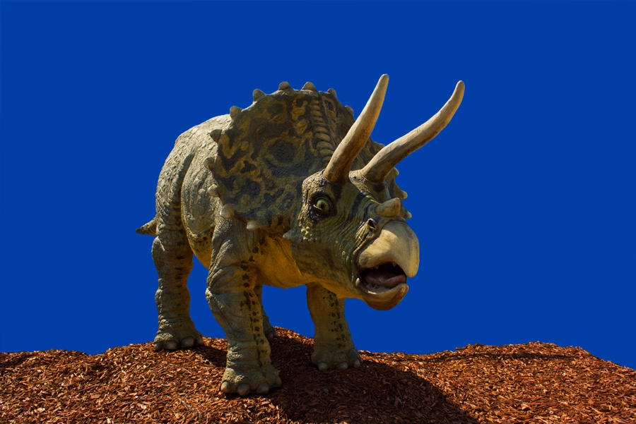 Stock Triceratops