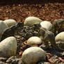 Stock TRex Litter