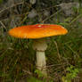 Stock Death Cap II