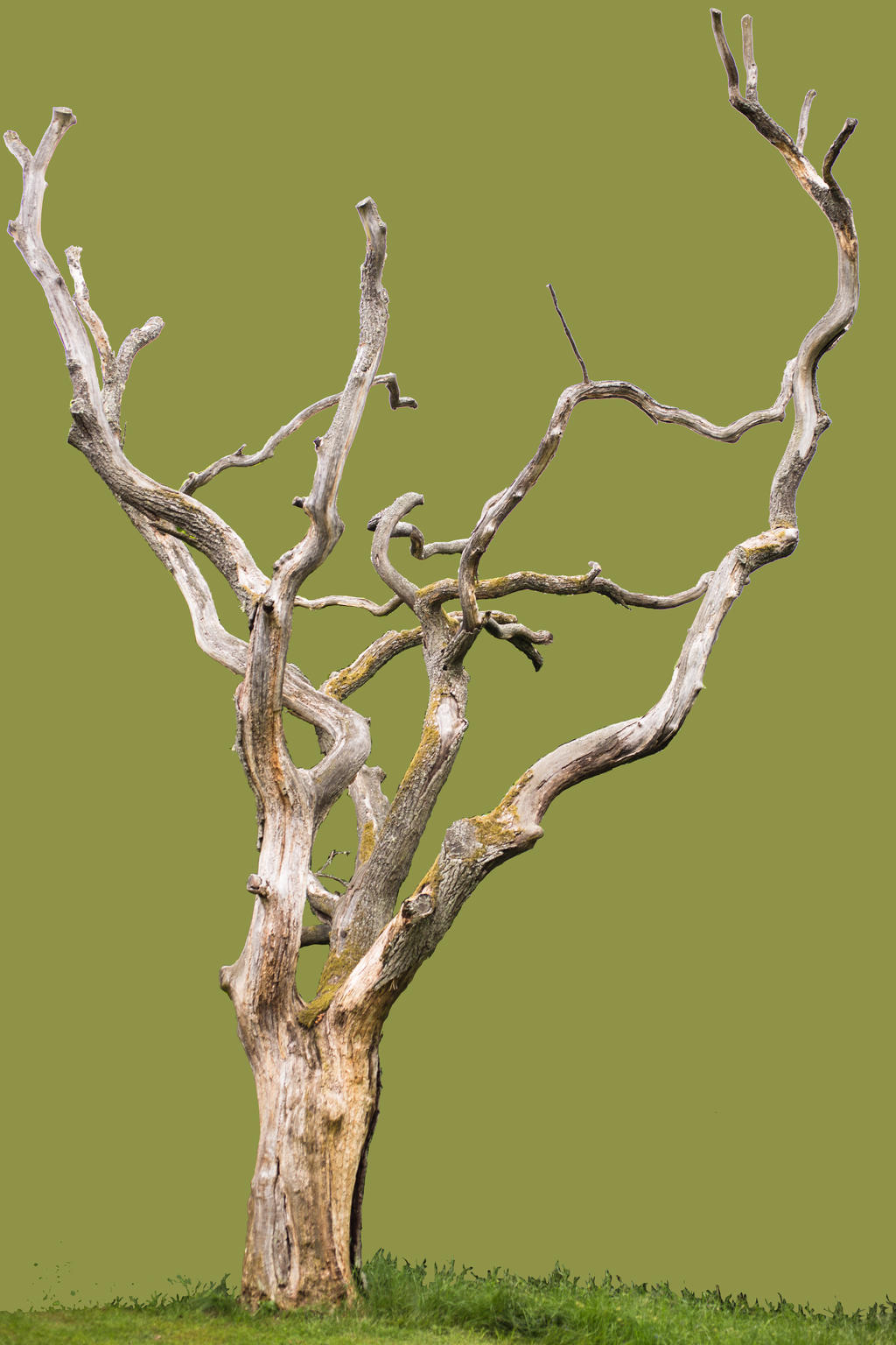 Stock Old Tree by minifoot on DeviantArt