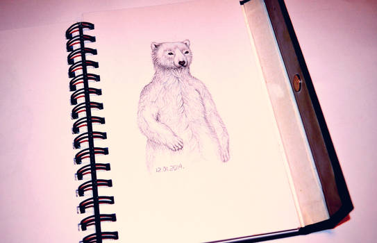 Bear