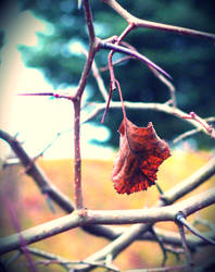 the last leaf