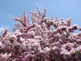 Apple-tree Blooming