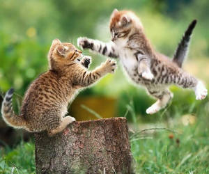 Cute attacking kittens