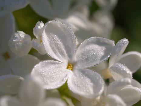 Morning dew on lilac