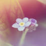 Forget me not...