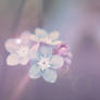 Forget me not...