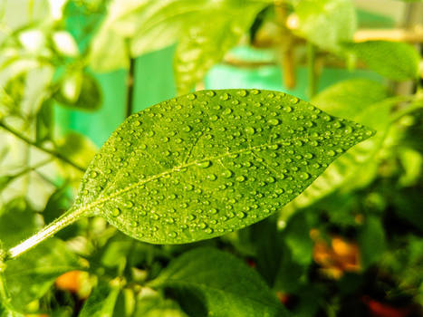 Chilli Leaf 