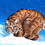 Bobcat in the Snow
