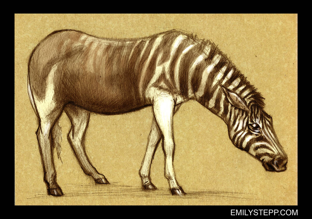 Quagga by EmilyStepp