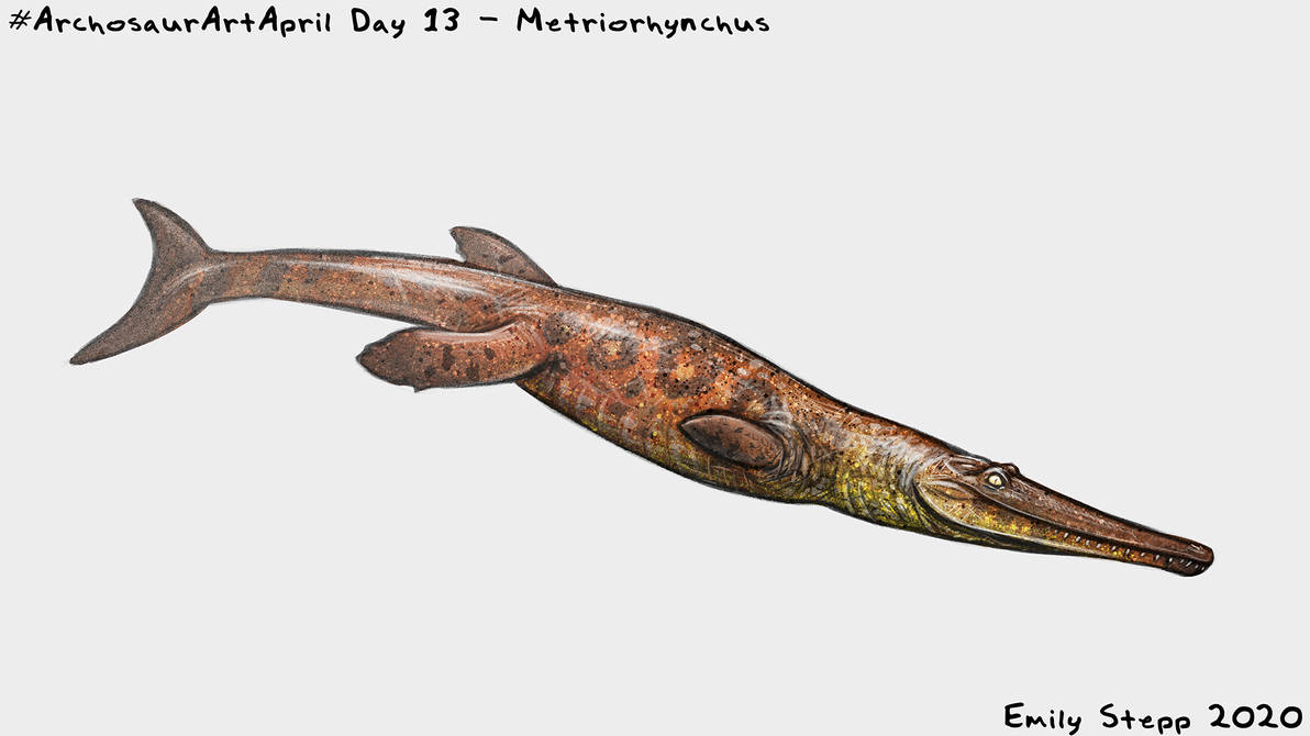 Metrisaurus Drawing Archosaur Art April 2020 Day 13 - Metriorhynchus by EmilyStepp on ...