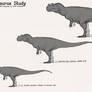 Ceratosaurus Study