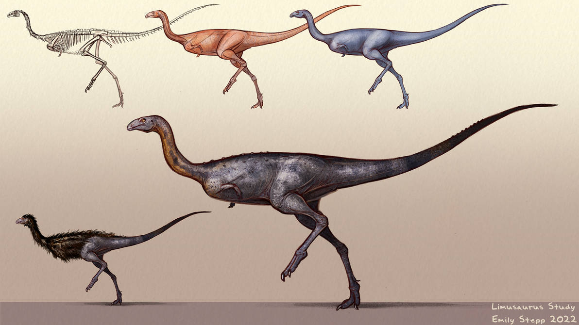Transparent Limaysaurus Limusaurus Anatomy Study by EmilyStepp on DeviantArt
