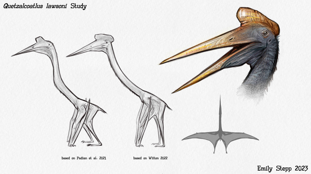 Quetzalcoatlus Lawsoni Study By EmilyStepp On DeviantArt quetzalcoatlus-lawsoni-study-by-emilystepp-on-deviantart