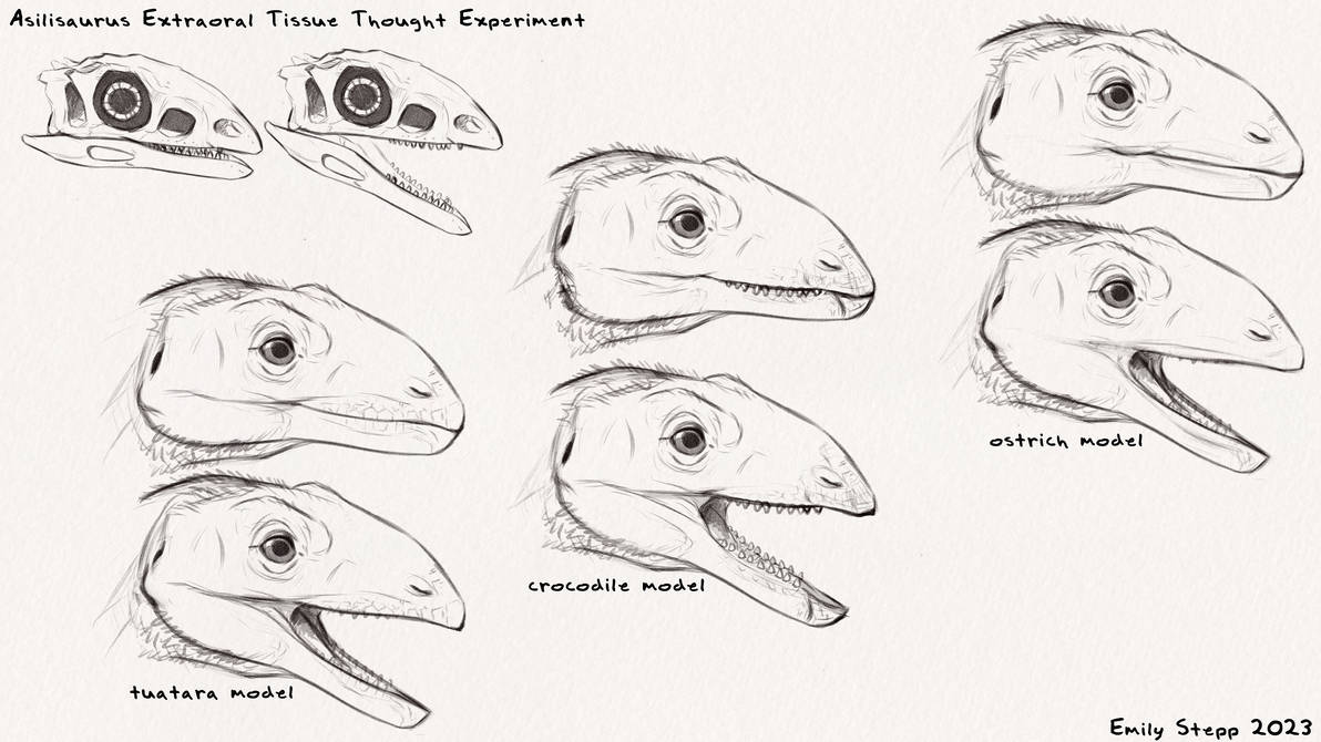 Asilisaurus Asilisaurus Extraoral Tissue Sketch Study by EmilyStepp on DeviantArt