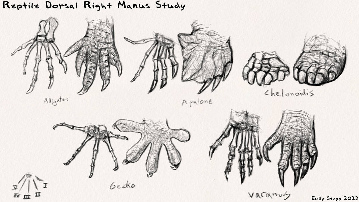 Lizard Hand X Rays Reptiles Hand Study by EmilyStepp on DeviantArt