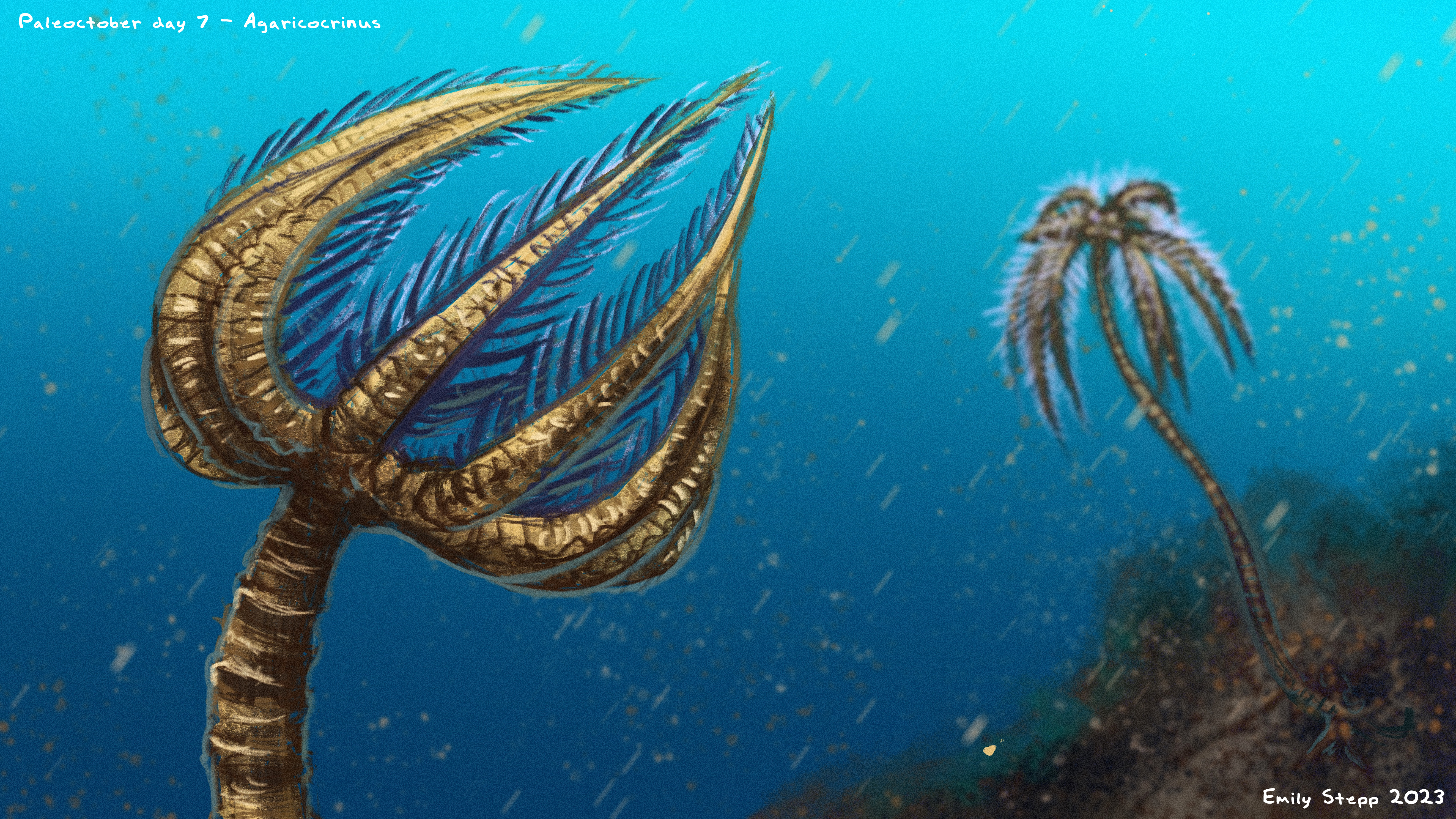 Paleoctober '23 Day 7 - Agaricocrinus